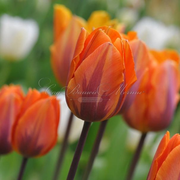 Тюльпан Принцесс Ирен (Tulipa Prinses Irene) — фото 5