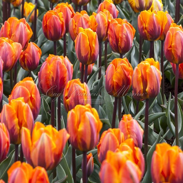 Тюльпан Принцесс Ирен (Tulipa Prinses Irene) — фото 6