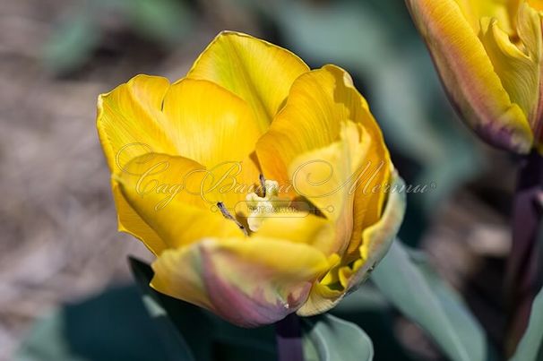 Тюльпан Принцесс Маргрит (Tulipa Prinses Margriet) — фото 2