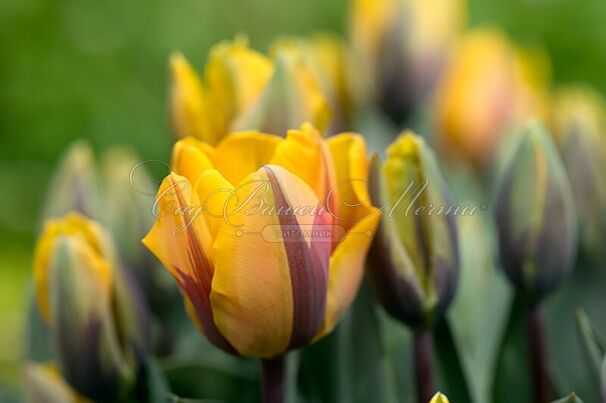 Тюльпан Принцесс Маргрит (Tulipa Prinses Margriet) — фото 3