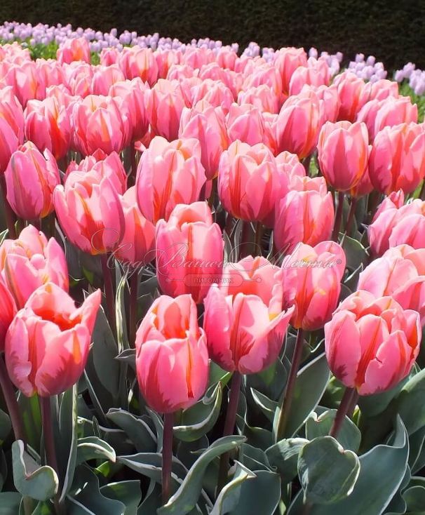 Тюльпан Притти Принцесс (Tulipa Pretty Princess) — фото 3