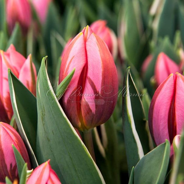 Тюльпан Притти Принцесс (Tulipa Pretty Princess) — фото 4