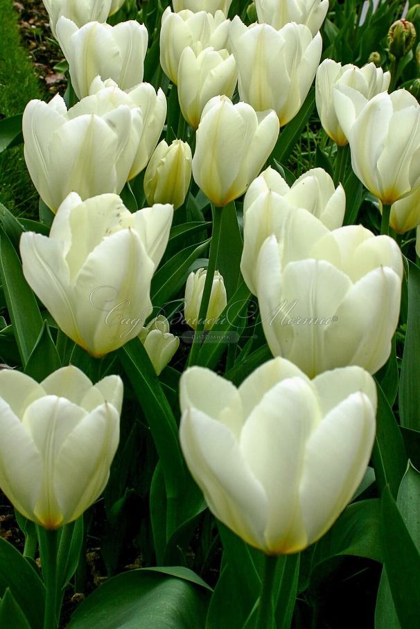 Тюльпан Пуриссима (Tulipa Purissima) — фото 4