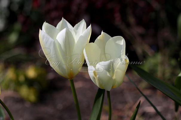 Тюльпан Пуриссима (Tulipa Purissima) — фото 5