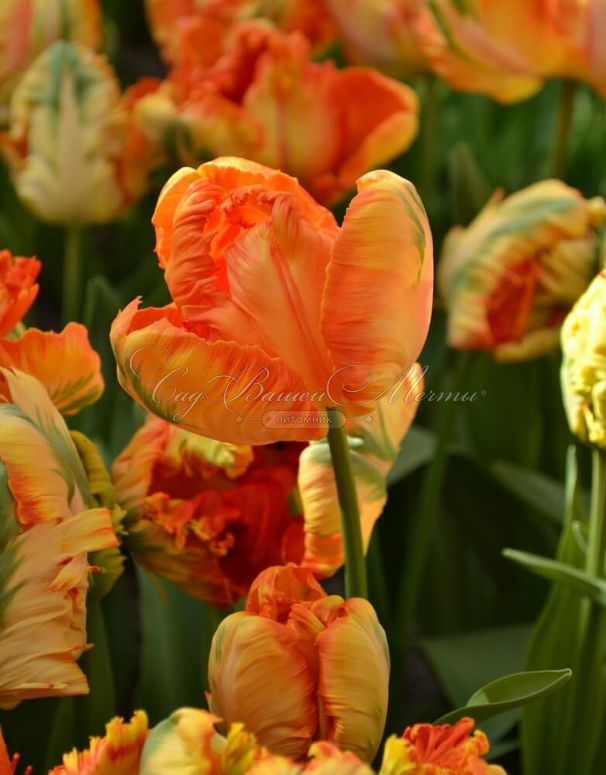Тюльпан Пэррот Кинг (Tulipa Parrot King) — фото 4