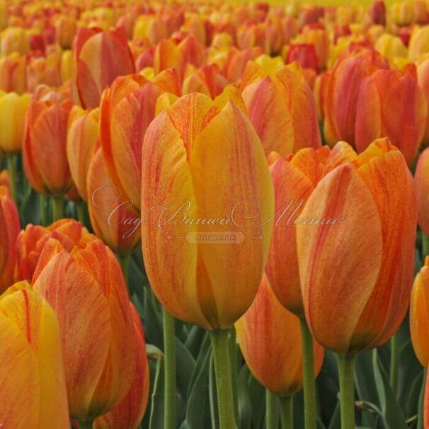 Тюльпан Рапсоди оф Смайл (Tulipa Rhapsody of Smiles) — фото 2