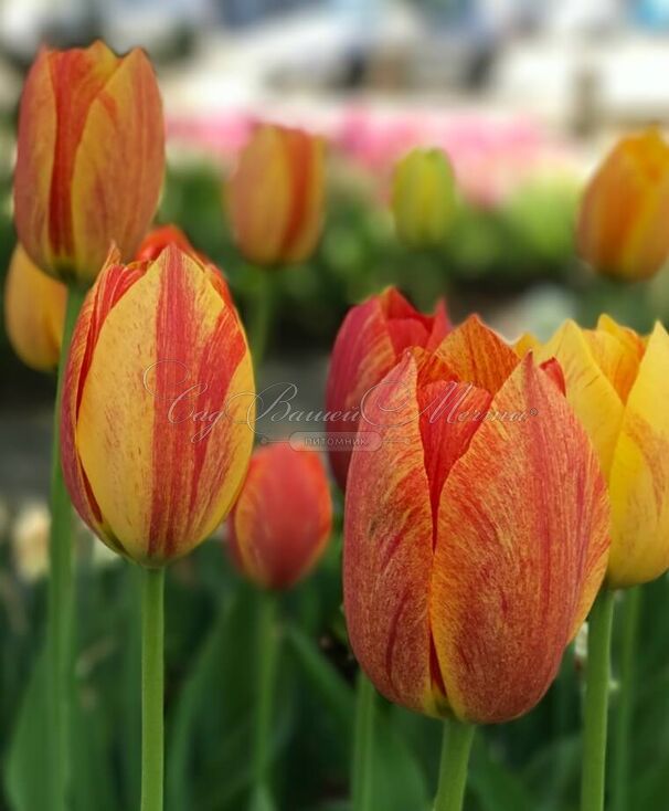 Тюльпан Рапсоди оф Смайл (Tulipa Rhapsody of Smiles) — фото 3