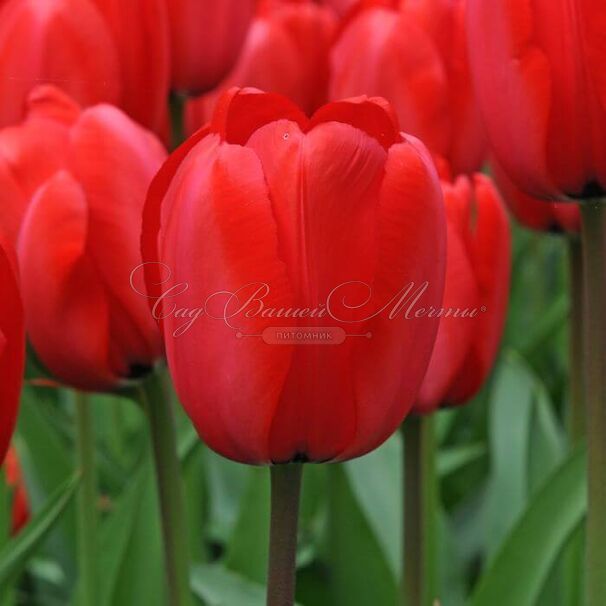 Тюльпан Ред Импрешн (Tulipa Red Impression) — фото 2