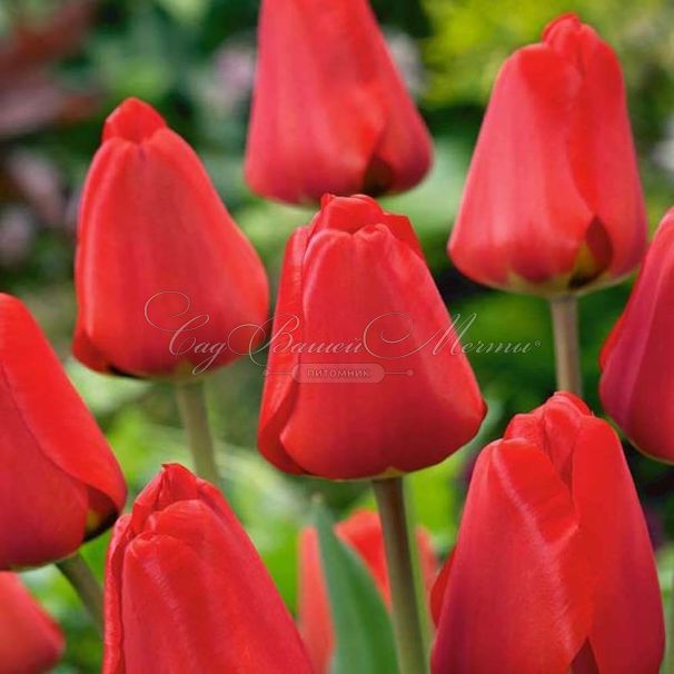 Тюльпан Ред Импрешн (Tulipa Red Impression) — фото 3