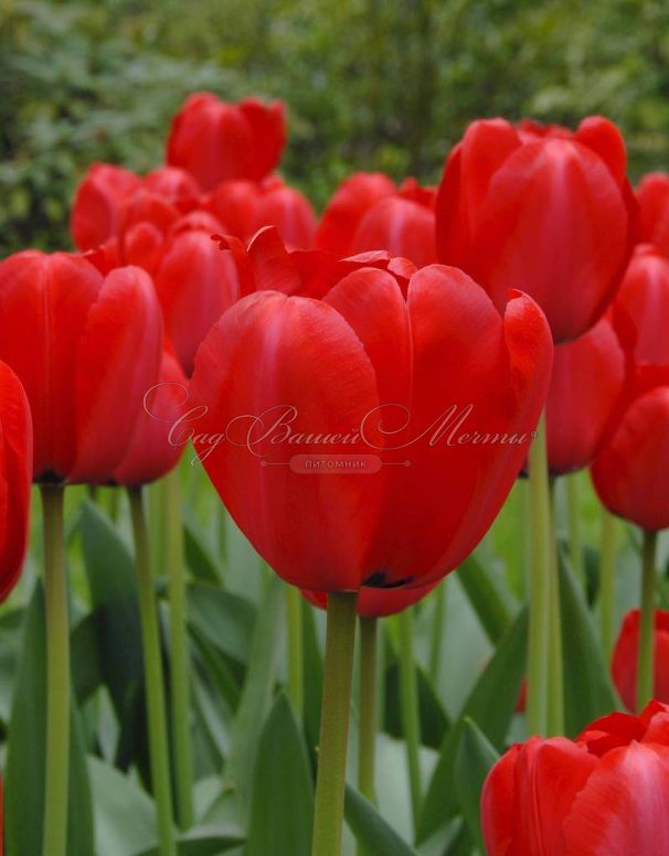 Тюльпан Ред Импрешн (Tulipa Red Impression) — фото 4