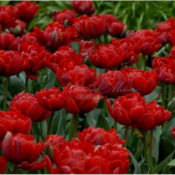 Тюльпан Ред Принцесс (Tulipa Red Princess) — фото 2