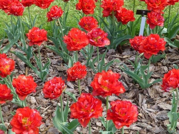 Тюльпан Ред Принцесс (Tulipa Red Princess) — фото 3