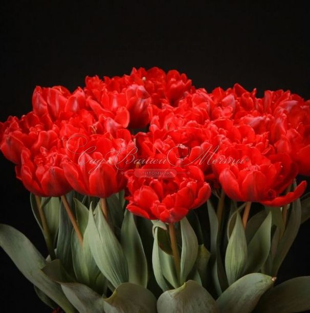 Тюльпан Ред Принцесс (Tulipa Red Princess) — фото 4