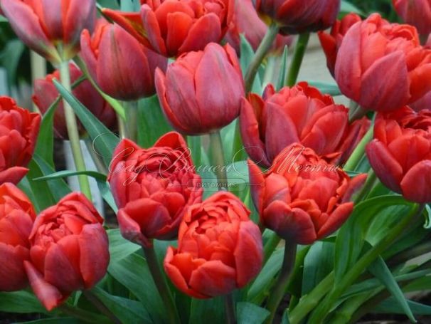 Тюльпан Ред Принцесс (Tulipa Red Princess) — фото 5