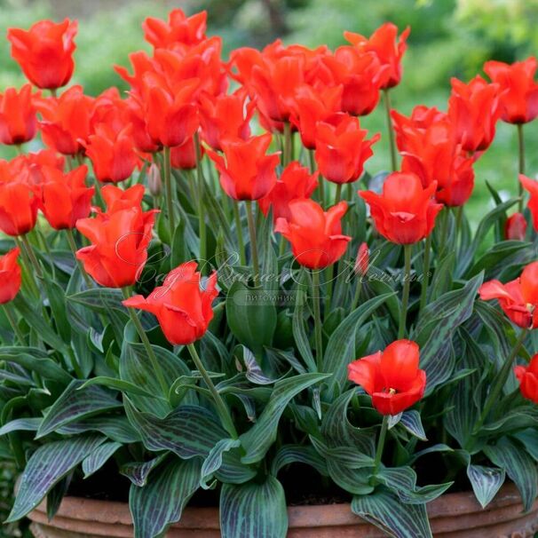 Тюльпан Ред Ридинг Худ (Tulipa Red Riding Hood) — фото 2