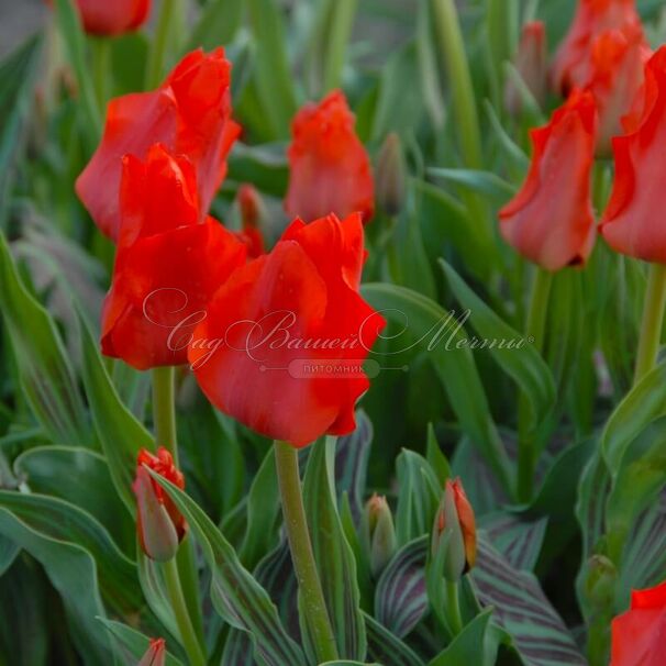 Тюльпан Ред Ридинг Худ (Tulipa Red Riding Hood) — фото 3