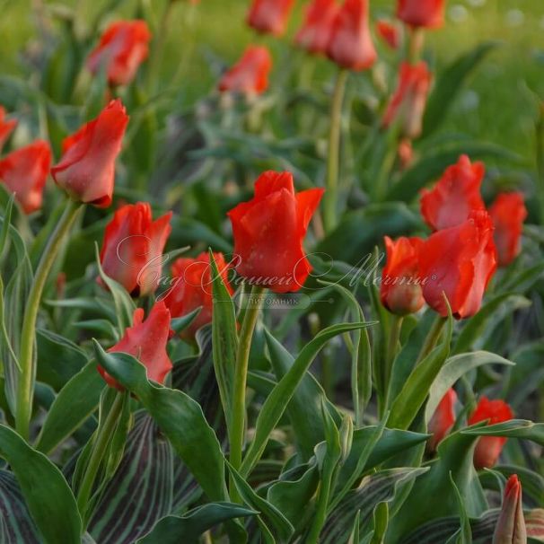 Тюльпан Ред Ридинг Худ (Tulipa Red Riding Hood) — фото 4