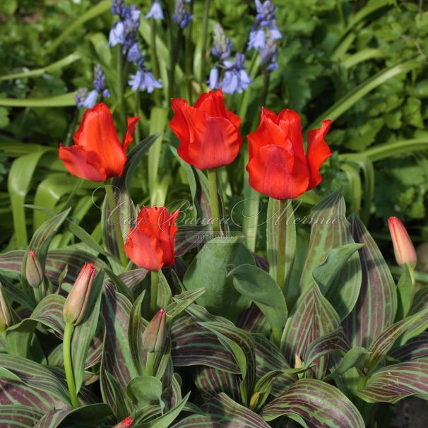 Тюльпан Ред Ридинг Худ (Tulipa Red Riding Hood) — фото 5