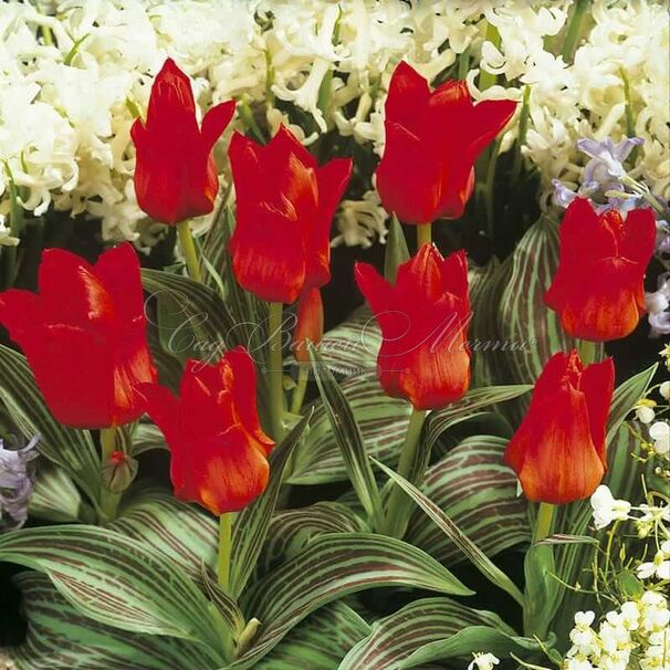 Тюльпан Ред Ридинг Худ (Tulipa Red Riding Hood) — фото 6