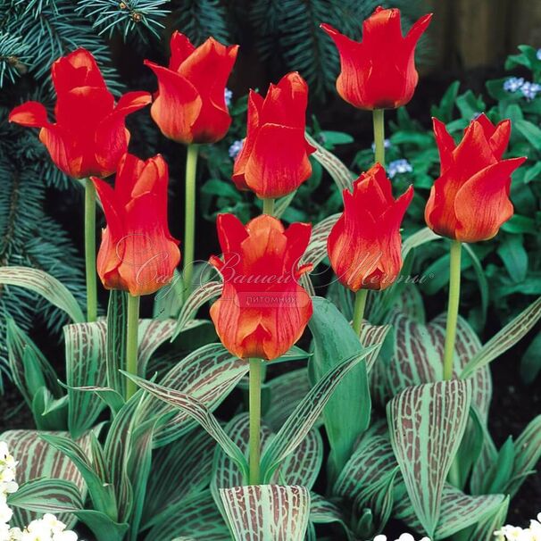 Тюльпан Ред Ридинг Худ (Tulipa Red Riding Hood) — фото 7