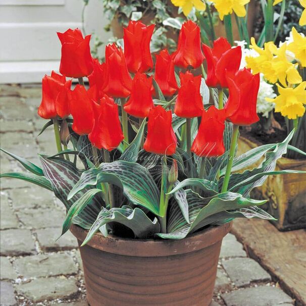 Тюльпан Ред Ридинг Худ (Tulipa Red Riding Hood) — фото 8