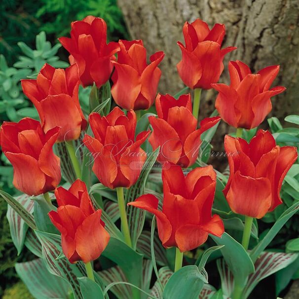 Тюльпан Ред Ридинг Худ (Tulipa Red Riding Hood) — фото 10