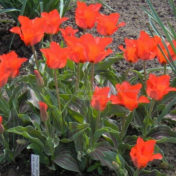 Тюльпан Ред Ридинг Худ (Tulipa Red Riding Hood) — фото 11