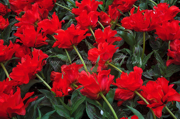 Тюльпан Ред Ридинг Худ (Tulipa Red Riding Hood) — фото 12
