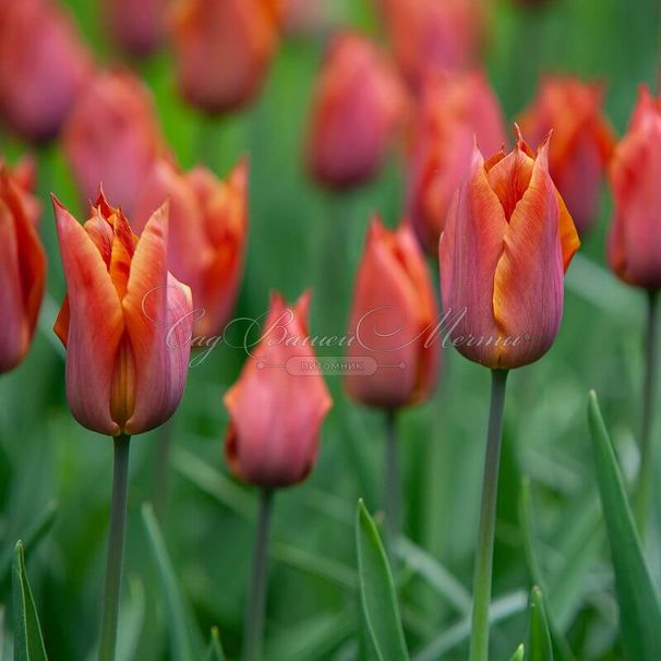 Тюльпан Реквест (Tulipa Request) — фото 2