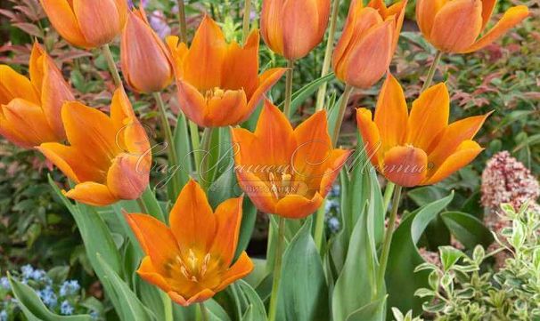 Тюльпан Реквест (Tulipa Request) — фото 3