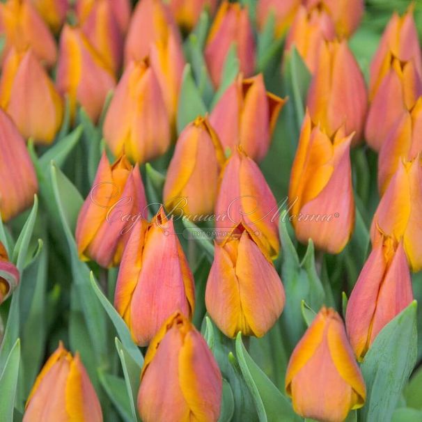 Тюльпан Реквест (Tulipa Request) — фото 4