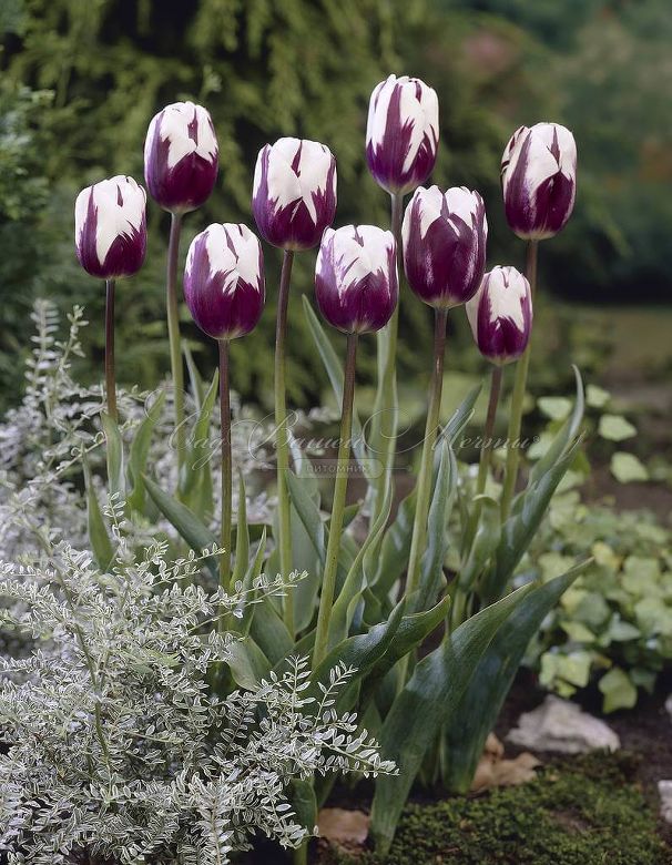 Тюльпан Ремс Фаворит (Tulipa Rems Favourite) — фото 2