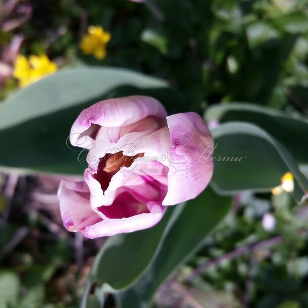 Тюльпан Ремс Фаворит (Tulipa Rems Favourite) — фото 3