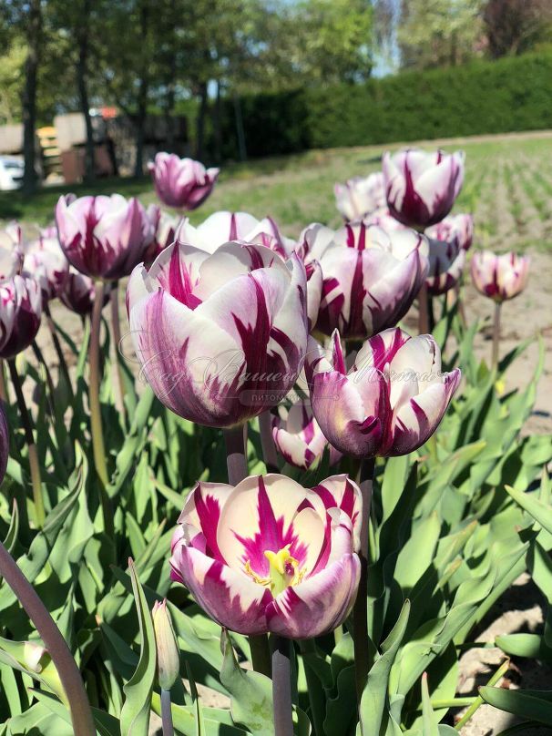 Тюльпан Ремс Фаворит (Tulipa Rems Favourite) — фото 4