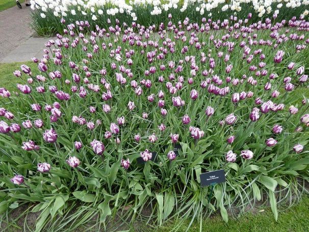 Тюльпан Ремс Фаворит (Tulipa Rems Favourite) — фото 5