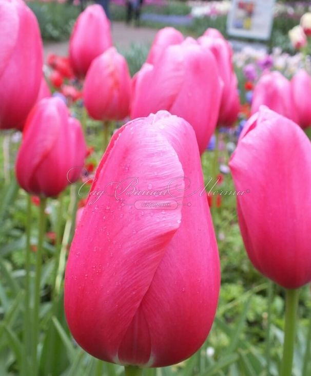 Тюльпан Ренаун (Tulipa Renown) — фото 2