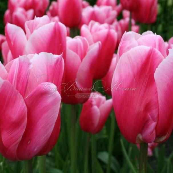 Тюльпан Ренаун (Tulipa Renown) — фото 3