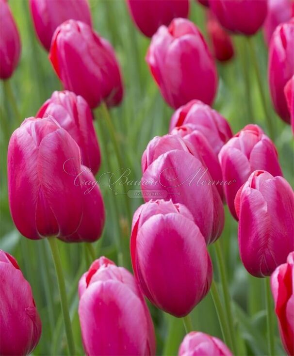 Тюльпан Ренаун (Tulipa Renown) — фото 4