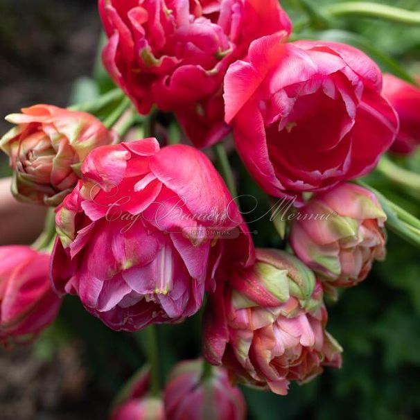 Тюльпан Ренаун Юник (Tulipa Renown Unique) — фото 3