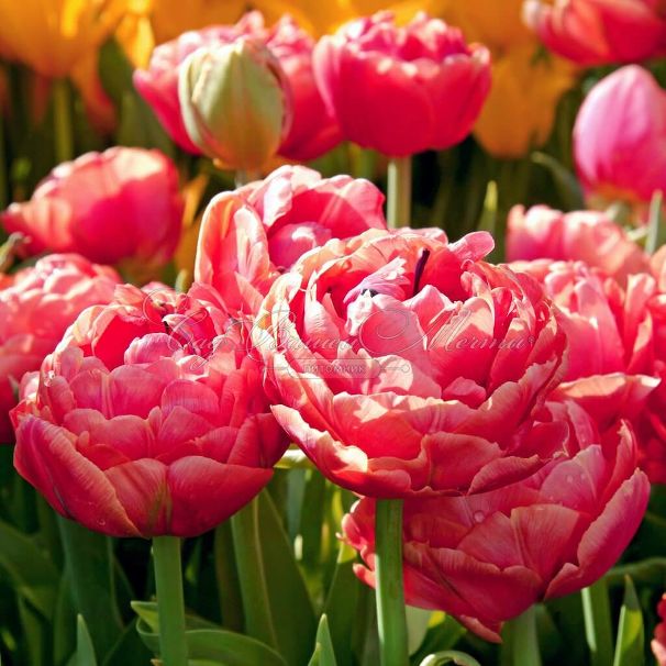 Тюльпан Ренаун Юник (Tulipa Renown Unique) — фото 4