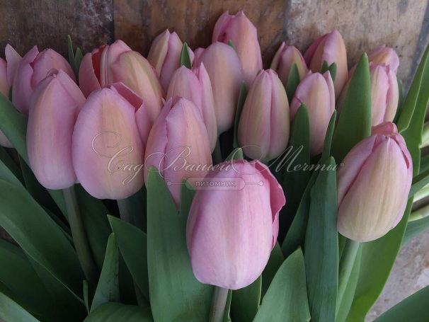 Тюльпан Розали (Tulipa Rosalie) — фото 2