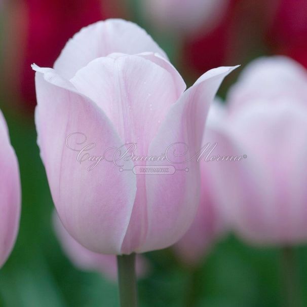 Тюльпан Розали (Tulipa Rosalie) — фото 4