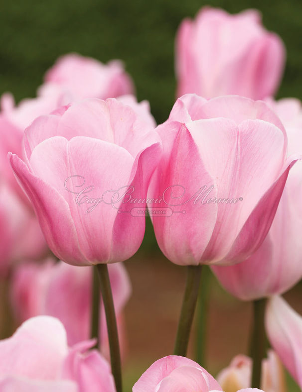 Тюльпан Розали (Tulipa Rosalie) — фото 5
