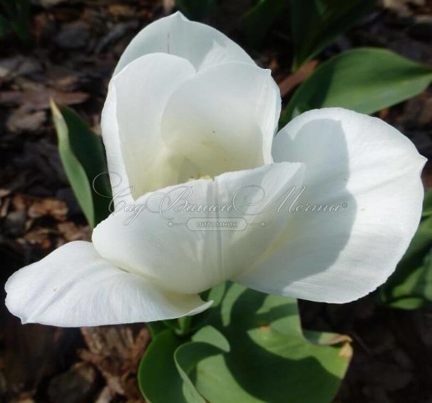 Тюльпан Ройал Вирджин (Tulipa Royal Virgin) — фото 2