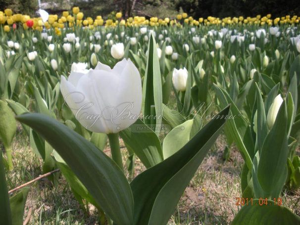 Тюльпан Ройал Вирджин (Tulipa Royal Virgin) — фото 4