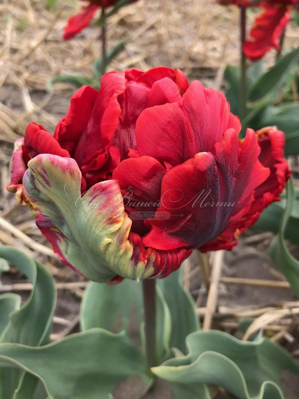 Тюльпан Рококо (Tulipa Rococo) — фото 2