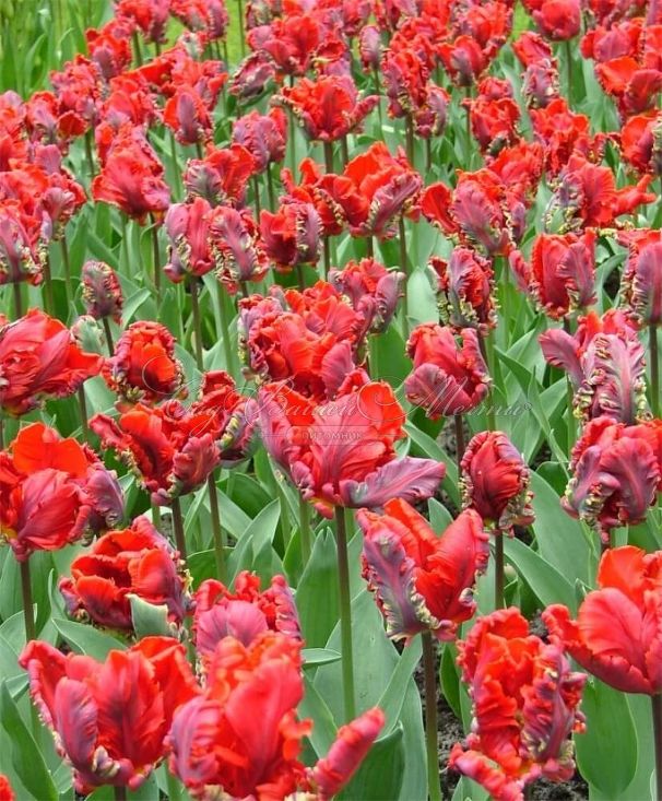Тюльпан Рококо (Tulipa Rococo) — фото 3