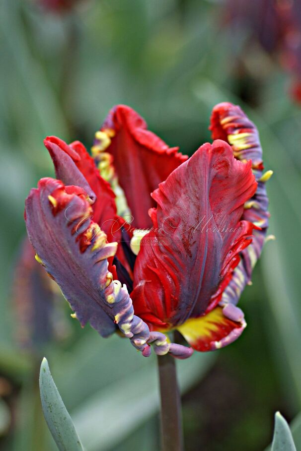 Тюльпан Рококо (Tulipa Rococo) — фото 4