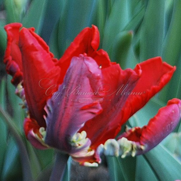 Тюльпан Рококо (Tulipa Rococo) — фото 5