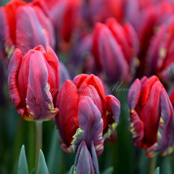 Тюльпан Рококо (Tulipa Rococo) — фото 6